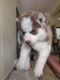 Siberian Husky Puppies for sale in Uppal, Hyderabad, Telangana, India. price: 35000 INR