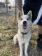 Siberian Husky Puppies for sale in Laveen Village, AZ 85339, USA. price: NA