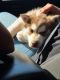 Siberian Husky Puppies for sale in St Cloud, MN, USA. price: $400