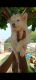 Siberian Husky Puppies for sale in YESHWANTHPUR RAILWAY STATION, Railway Station Rd, Dr.Ambedkar Nagar, Yeswanthpur, Bengaluru, कर्नाटक 560022, India. price: 22000 INR
