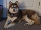 Siberian Husky Puppies for sale in Windsor, CO, USA. price: $2,500