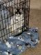 Siberian Husky Puppies for sale in GLMN HOT SPGS, CA 92583, USA. price: $550