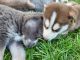 Siberian Husky Puppies for sale in Chula Vista, CA, USA. price: $300