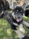 Siberian Husky Puppies for sale in Bloomington, CA 92316, USA. price: NA