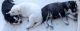 Siberian Husky Puppies for sale in Mechanicsville, VA 23111, USA. price: NA