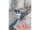 Siberian Husky Puppies for sale in Pittsburgh, PA, USA. price: $900