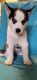 Siberian Husky Puppies for sale in Carleton, MI 48117, USA. price: NA
