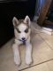 Siberian Husky Puppies for sale in Fort Myers, FL, USA. price: $1,000