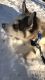 Siberian Husky Puppies for sale in Muskegon, MI, USA. price: $700