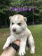 Siberian Husky Puppies for sale in Snow Hill, NC 28580, USA. price: $400