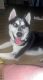 Siberian Husky Puppies for sale in Reseda, Los Angeles, CA, USA. price: $2,000