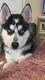 Siberian Husky Puppies for sale in Greece, NY 14615, USA. price: $1,300