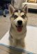 Siberian Husky Puppies for sale in Kissimmee, FL 34746, USA. price: $750