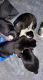 Siberian Husky Puppies for sale in 831 Ohio Ave, Glassport, PA 15045, USA. price: NA