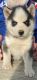 Siberian Husky Puppies for sale in Scottsville, KY 42164, USA. price: NA