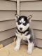Siberian Husky Puppies for sale in Traverse City, MI, USA. price: NA