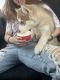 Siberian Husky Puppies for sale in Anderson, SC, USA. price: $850