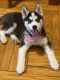 Siberian Husky Puppies for sale in Bronx, NY, USA. price: $1,000