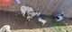 Siberian Husky Puppies for sale in Kuna, ID, USA. price: $800