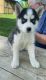 Siberian Husky Puppies for sale in Scottsville, KY 42164, USA. price: $400