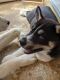 Siberian Husky Puppies for sale in Fort Wayne, IN, USA. price: $1,000