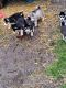 Siberian Husky Puppies for sale in Lima, OH, USA. price: $1,000