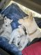 Siberian Husky Puppies for sale in Mundelein, IL, USA. price: $600