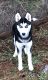 Siberian Husky Puppies for sale in Brainerd, MN 56401, USA. price: $300