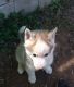 Siberian Husky Puppies for sale in Graham, NC, USA. price: NA