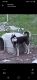 Siberian Husky Puppies for sale in Marietta, OH 45750, USA. price: $1,500