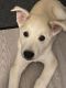 Siberian Husky Puppies for sale in Huntington, NY, USA. price: $900