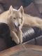 Siberian Husky Puppies for sale in Oneida, TN 37841, USA. price: NA