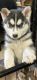 Siberian Husky Puppies for sale in Datil, NM 87821, USA. price: $1,100