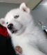 Siberian Husky Puppies for sale in St Paul, MN, USA. price: $1,700