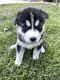 Siberian Husky Puppies for sale in Loganville, GA 30052, USA. price: $850