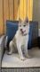 Siberian Husky Puppies for sale in Tracy, CA, USA. price: NA