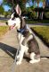 Siberian Husky Puppies for sale in 9431 Daney St, Gotha, FL 34734, USA. price: NA