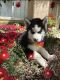 Siberian Husky Puppies for sale in Palmdale, CA, USA. price: $800