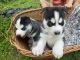 Siberian Husky Puppies for sale in City of Orange, NJ 07050, USA. price: $1,500