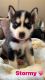Siberian Husky Puppies for sale in Philadelphia, PA, USA. price: $1,500