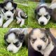 Siberian Husky Puppies for sale in Monroe, MI, USA. price: $800