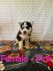 Siberian Husky Puppies for sale in Franklin, LA 70538, USA. price: $600