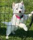 Siberian Husky Puppies for sale in Bethel, OH 45106, USA. price: $400