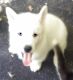 Siberian Husky Puppies for sale in Mechanicsville, VA 23111, USA. price: $1,150