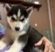 Siberian Husky Puppies for sale in McIntosh, AL 36553, USA. price: NA