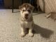 Siberian Husky Puppies for sale in Naples, FL, USA. price: NA