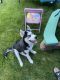 Siberian Husky Puppies for sale in Greece, NY 14626, USA. price: $1,500