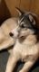 Siberian Husky Puppies for sale in Bloomsburg, PA 17815, USA. price: $1,200