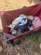 Siberian Husky Puppies for sale in Lincolnton, NC 28092, USA. price: $300