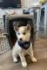Siberian Husky Puppies for sale in Reno, NV 89512, USA. price: $1,000